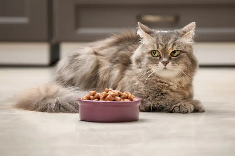 Kenapa Kucing Tidak Mau Makan? Bisa Karena Stress!